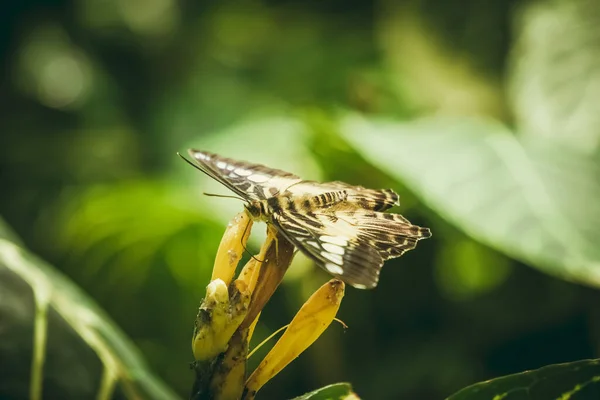 Makro Widok Pomarańczowego Ciała Motyla Partenos Sylvia Konya Tropical Butterfly — Zdjęcie stockowe