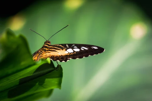 Makro Widok Pomarańczowego Ciała Motyla Partenos Sylvia Konya Tropical Butterfly — Zdjęcie stockowe