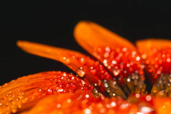 Siyah Arkaplanda Izole Edilmiş Turuncu Gazania Çiçeği — Stok fotoğraf