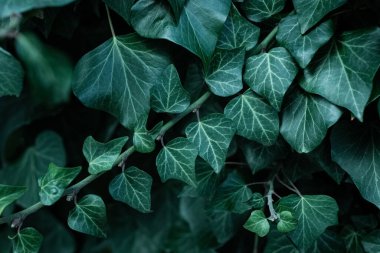 Tam çerçeve yeşil yaprak dokusu ve arka plan. Yeşil yaprak duvar kağıdı.