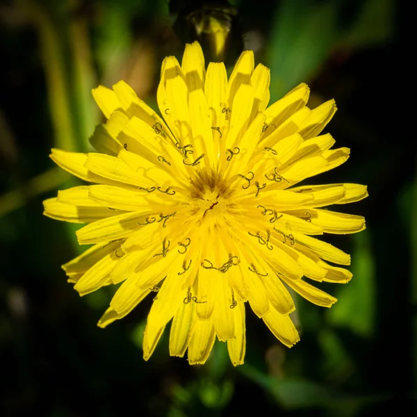 Amarelo Dandelion Taraxacum Flor Isolada Sobre Fundo Verde Beleza Natureza — Fotografia de Stock