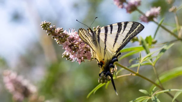 Kelebek pembe çiçekte izole edilmiş. Kırlangıç kuyruğu (Iphiclides podalirius) Renkli kelebek kanatları deseni.