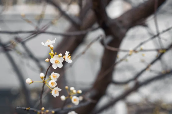 Primavera Sfondo Stagionale Con Fiori Bianchi Albero Fiorito Primavera — Foto Stock