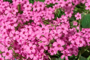 Oxalis articulata, pembe-sorrel ya da pembe tahta doru olarak bilinir. Pembe çiçekleri kapat. Bahar ve yaz mevsimleri.