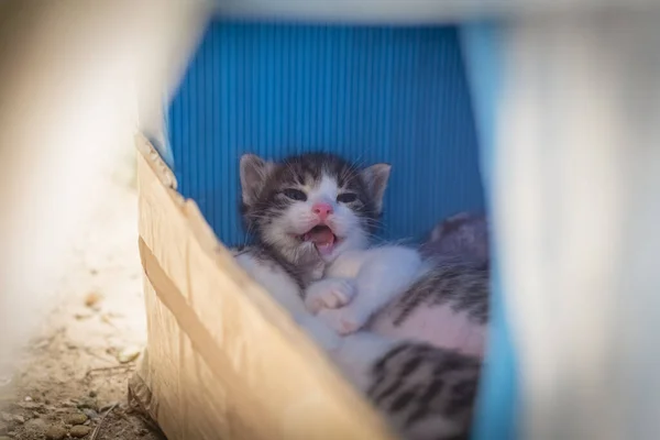 Kutudaki Yeni Doğmuş Küçük Tekir Kedi Güzel Sokak Kedisi — Stok fotoğraf