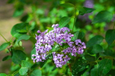 Güzel leylak çiçekleri. Çalıların üzerinde mor leylak çiçeği. Bahar çiçekleri.