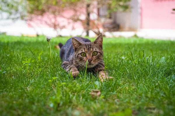 Gato Pestañas Mirando Cámara Con Curiosidad Hierba — Foto de Stock