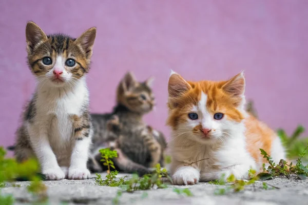 Little Gray Tabby Cat Blurred Kittens Beautiful Blue Eyes Background — Stok fotoğraf