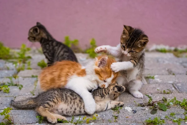 Gruppe Von Vier Kleinen Kätzchen Spielt Auf Der Straße Stockfoto