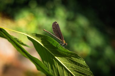 Atrocalopteryx atrataa üyesi Geniş kanatlı küçük sinekler (Calopterygidae ailesi) Ida Dağı 'nda (Kazdagi) Ulusal Park.