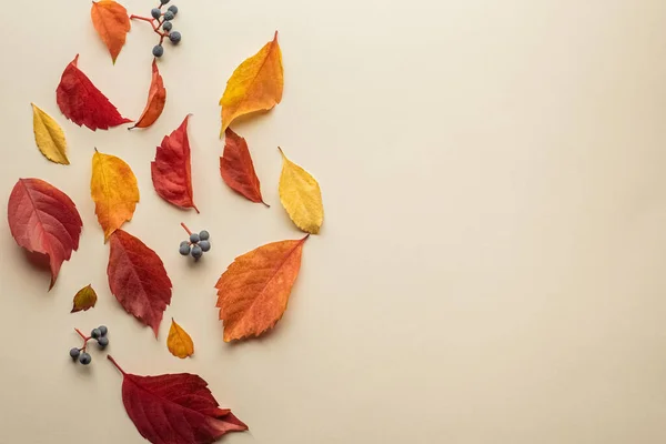 Isolated autumn leaves. Multicolored fallen autumn leaves isolated on soft yellow background