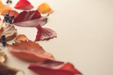 Autumn yellow and red leaves background. Selective focus
