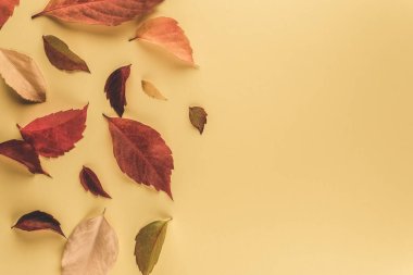 Ağaç bir zeminde yapraklar. Renkli düşmüş sonbahar arka plan bırakır