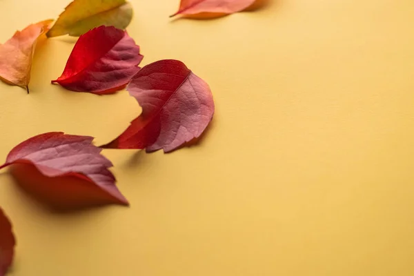 Isolated autumn leaves. Multicolored fallen autumn leaves isolated on yellow background. Selective focus.