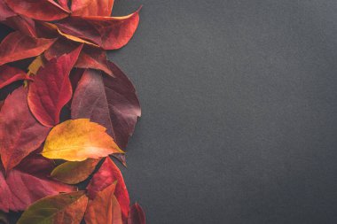 Autumn seasonal background with falling autumn leaves. Top view and copy space for text