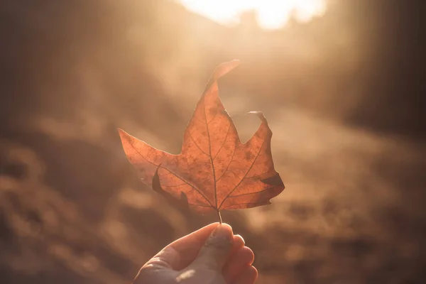 Herbstblatt Der Hand Der Frau Farben Des Sonnenuntergangs — Stockfoto