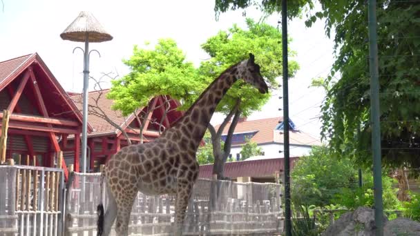 Giraffe Reserve Eating Leaves — Stock Video
