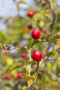 Olgun kalça güller