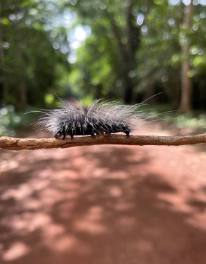 Tırtıl yolda sürünüyor.