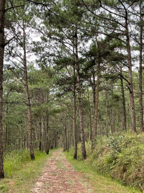 Vahşi ayçiçeği mevsimi Dalat 'ın güzel manzarası