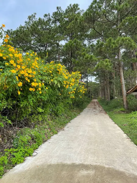 Saison Tournesol Sauvage Beaux Paysages Dalat — Photo