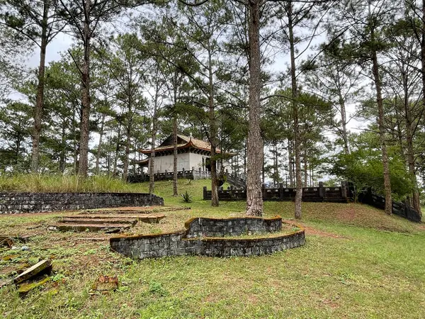 Saison Tournesol Sauvage Beaux Paysages Dalat — Photo