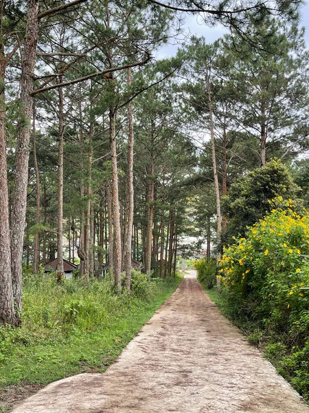 Stagione Girasole Selvatico Bellissimo Scenario Dalat — Foto Stock