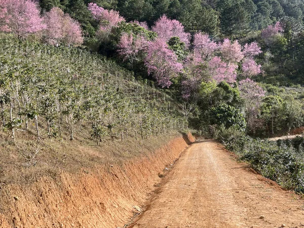 达拉特高原的樱桃杏花盛开季节 — 图库照片
