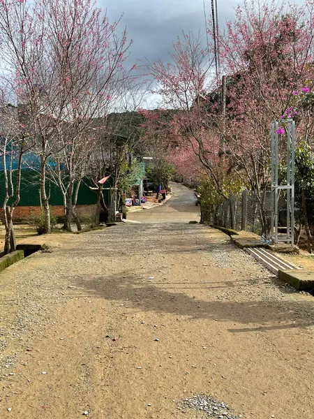 达拉特高原的樱桃杏花盛开季节 — 图库照片