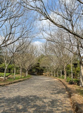 Çiydeki yaprakların değişme mevsiminde güzel yollar