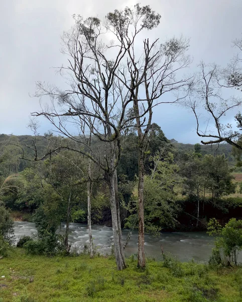 Kirschblütensaison Auf Dem Hochplateau Von Dalat — Stockfoto