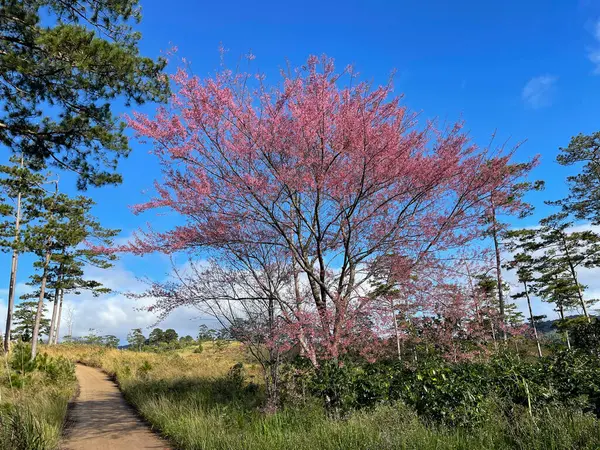 Temporada Flor Damasco Cereja Planalto Dalat — Fotografia de Stock