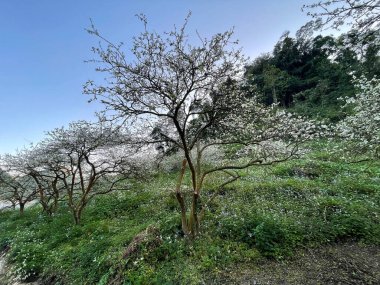 Moc Chau beyaz çiçek mevsimi