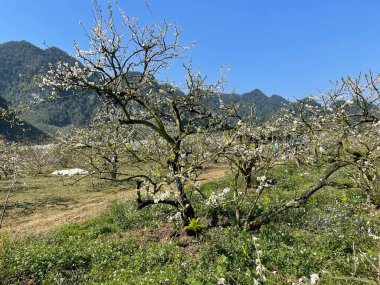 Moc Chau beyaz çiçek mevsimi