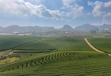 Sabahın köründe oolong çay tepesi