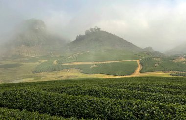 Sabahın köründe oolong çay tepesi