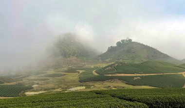 Sabahın köründe oolong çay tepesi