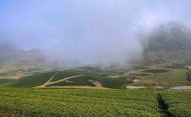 Sabahın köründe oolong çay tepesi