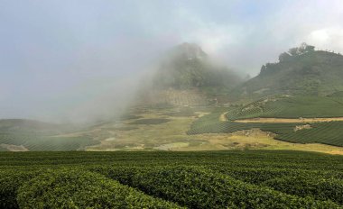 Sabahın köründe oolong çay tepesi