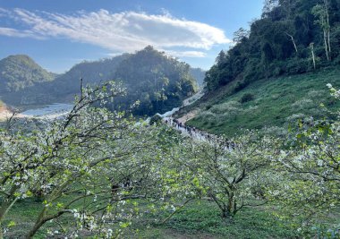 Moc Chau platosunda beyaz çiçek mevsimi