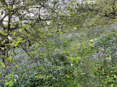 Moc Chau platosunda beyaz çiçek mevsimi