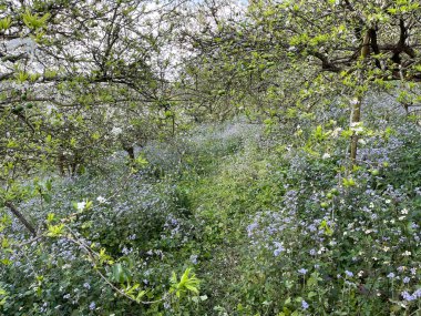 Moc Chau platosunda beyaz çiçek mevsimi