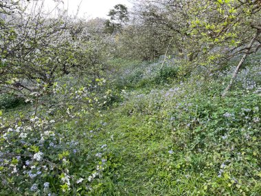 Moc Chau platosunda beyaz çiçek mevsimi