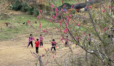 Şeftali çiçekleri Moc Chau Son La 'da açar