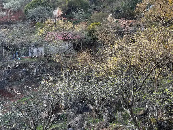 Moc Chau Estação Flor Branca — Fotografia de Stock