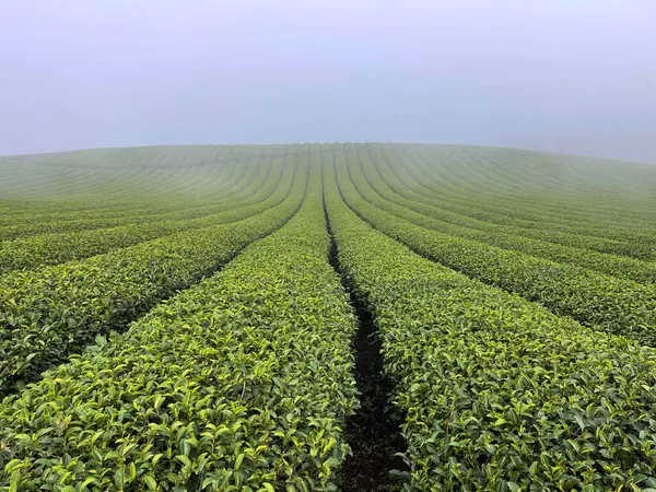 Oolong Teehügel Morgentau — Stockfoto