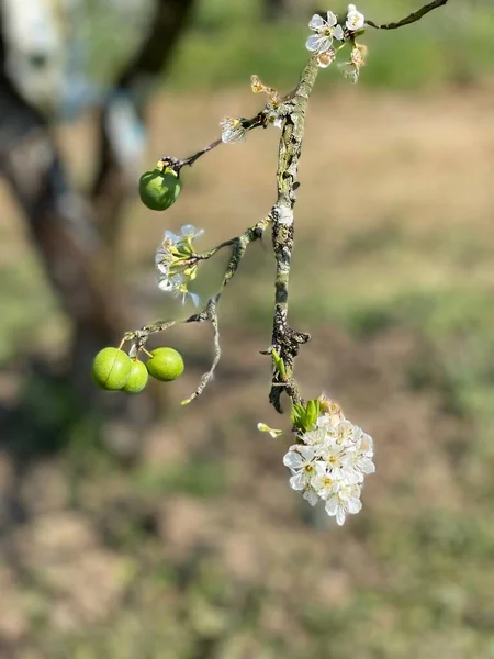 Moc Chau Weiße Blütensaison — Stockfoto