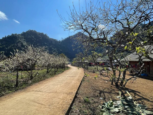 Moc Chau Stagione Dei Fiori Bianchi — Foto Stock