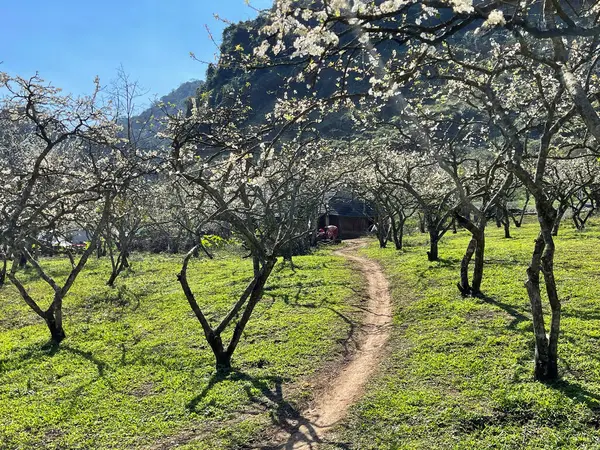 Moc Chau Estação Flor Branca — Fotografia de Stock