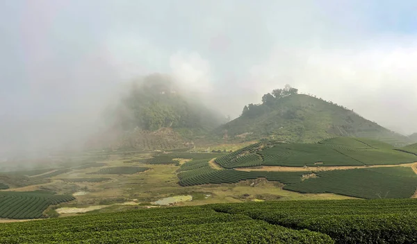 Sabahın köründe oolong çay tepesi